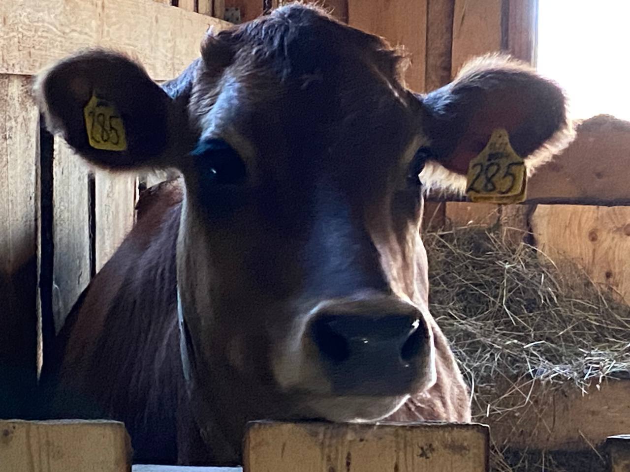 Кулинарная школа, барбершоп, сыроварня — кузбассовцы начинают свой бизнес благодаря соцконтракту Кулинарная школа, барбершоп, сыроварня — кузбассовцы начинают свой бизнес благодаря соцконтракту