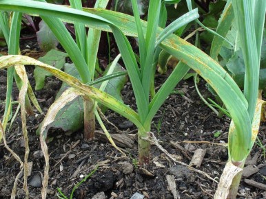 Почему желтеет чеснок и как это исправить: советы для дачников