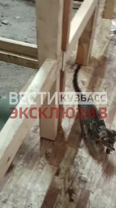 Кузбасские бойцы тренируют