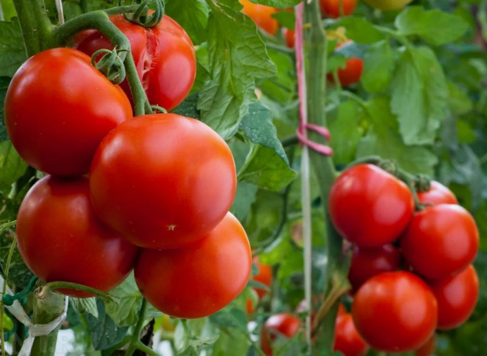 Секреты успешного выращивания томатов в жаркую пору