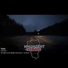 Осторожно, сохатые!. Лоси гуляют на трассе Кемерово – Топки