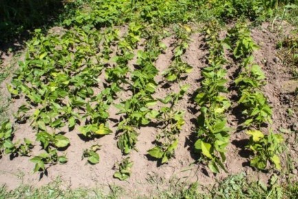 Как быстро отмыть руки от земли после огорода, если не любите работать в перчатках: секреты опытных дачников