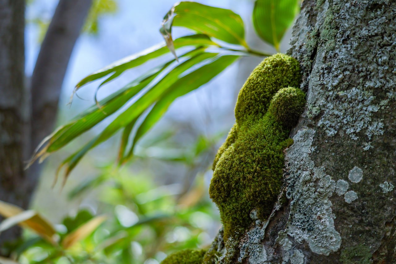 Бюджетный способ мониторинга загрязнения воздуха с помощью пересадки мха на кору деревьев предложили в Томске, сообщили ТАСС в ТПУ