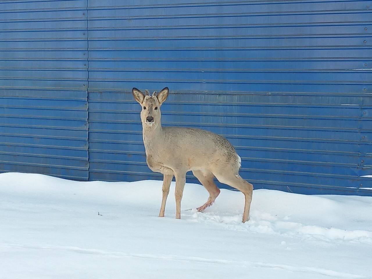 Раненую косулю вытащили из шахты добровольцы-спасатели Раненую косулю вытащили из шахты добровольцы-спасатели