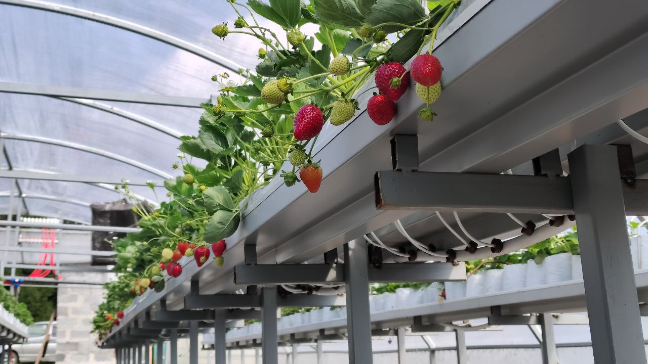 Фермер из Прокопьевского округа планирует выращивать до 2 тонн клубники в год Фермер из Прокопьевского округа планирует выращивать до 2 тонн клубники в год