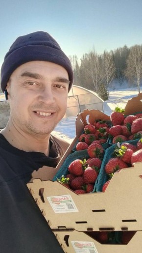 В Кузбассе зимой выращивают клубнику