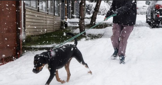 В Кузбассе утвердили более жесткие правила для владельцев собак