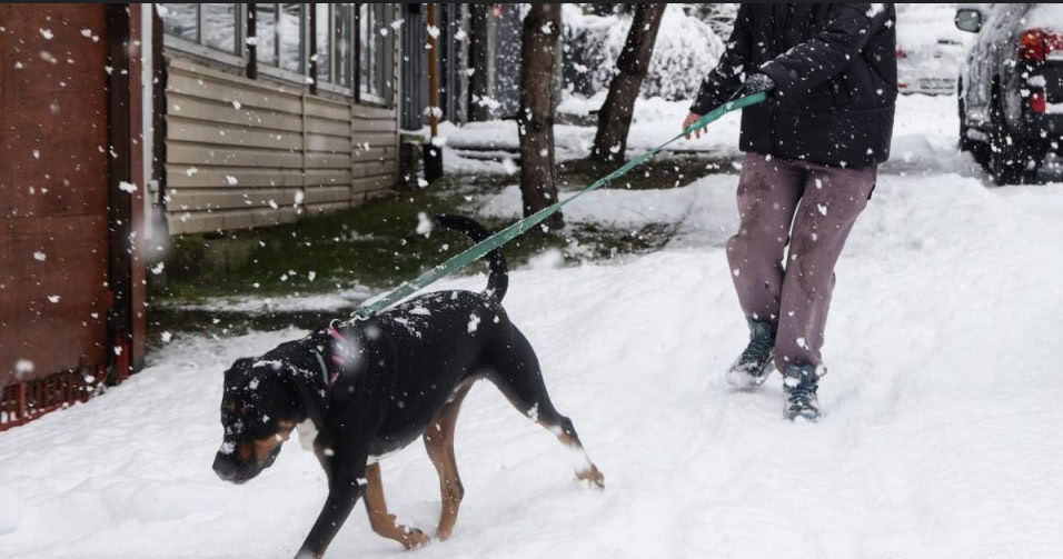 В Кузбассе утвердили более жесткие правила для владельцев собак