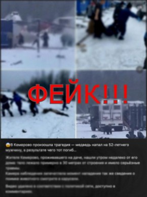 Информация о нападении медведя на человека в Кузбассе – фейк