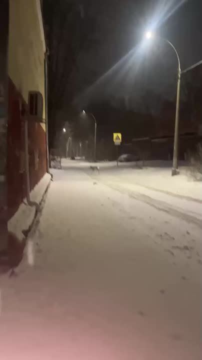 Кемеровчане встретили оленёнка: гулял по городу в 3 часа ночи