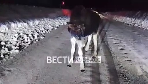 Лосёнок выбежал на трассу в Таштагольском округе