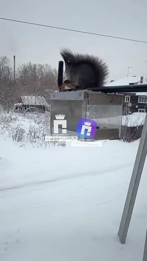 Белка поселилась за окном прокопчанина