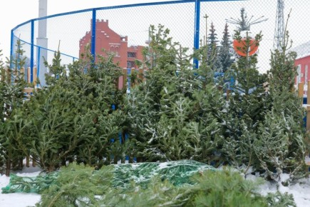 Ёлочные базары открылись сегодня в Кемерове