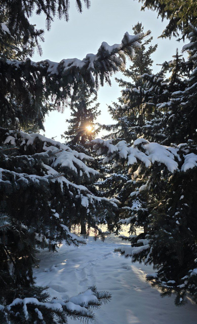 Сохраним хвойные леса. Ежегодно перед Новым годом гибнут тысячи молодых хвойных деревьев