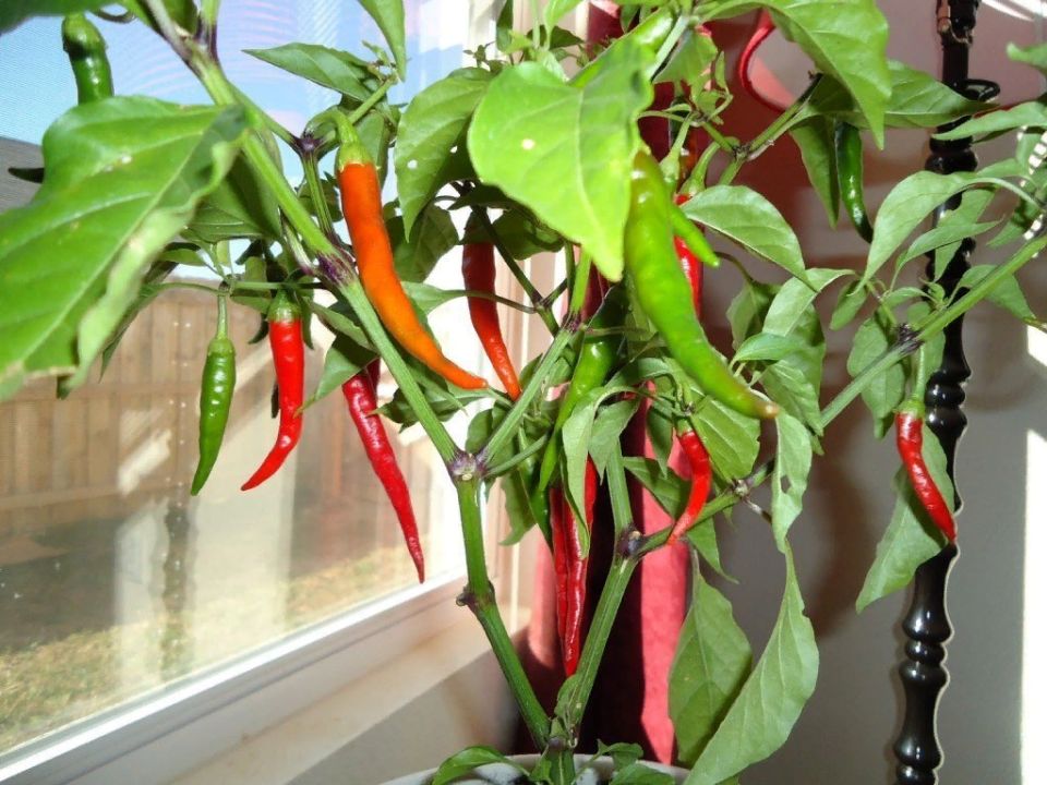 ����������� ������� ����� � �������� ��������