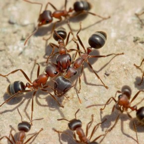 Огурцы под угрозой: как защитить огород от муравьев и тли