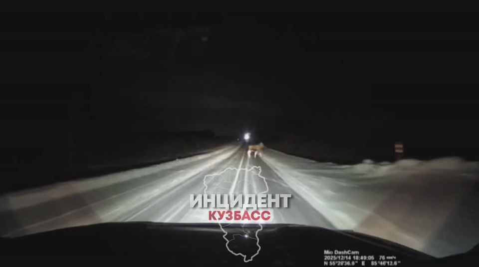 Лось внезапно появился в свете фар