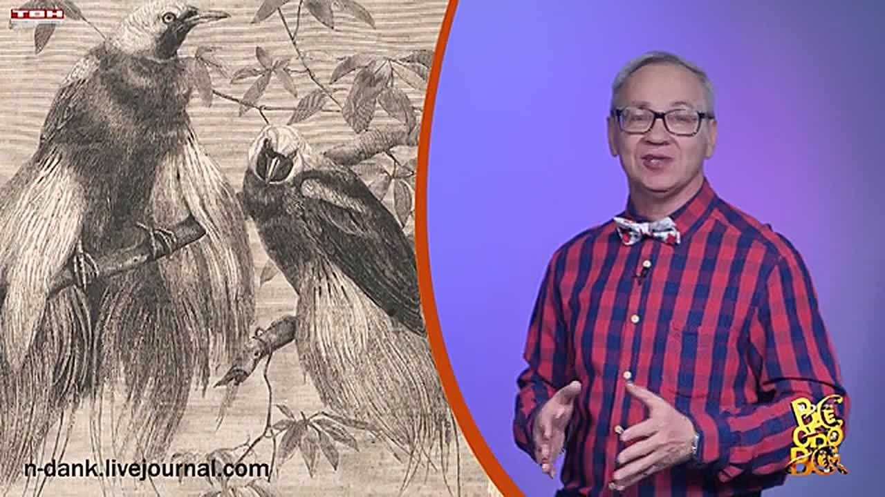 Всё обо всём. Перья. Выпуск от 17.12.25