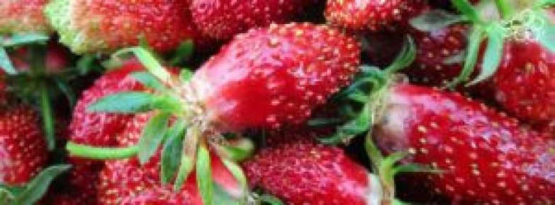 Весеннее время для земклубники: секреты успешной посадки и уход за новыми сортами