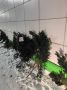 "Берите, кому надо!". В Кемерове начали раздавать еловые "лапы"