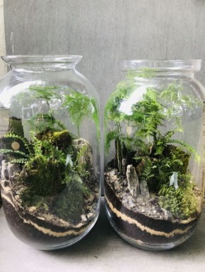 Как флорариум преобразит ваш дом: идеальное решение для современного пространства