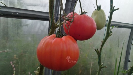 ����������� �������� ���������: ������� �� ������� ���������