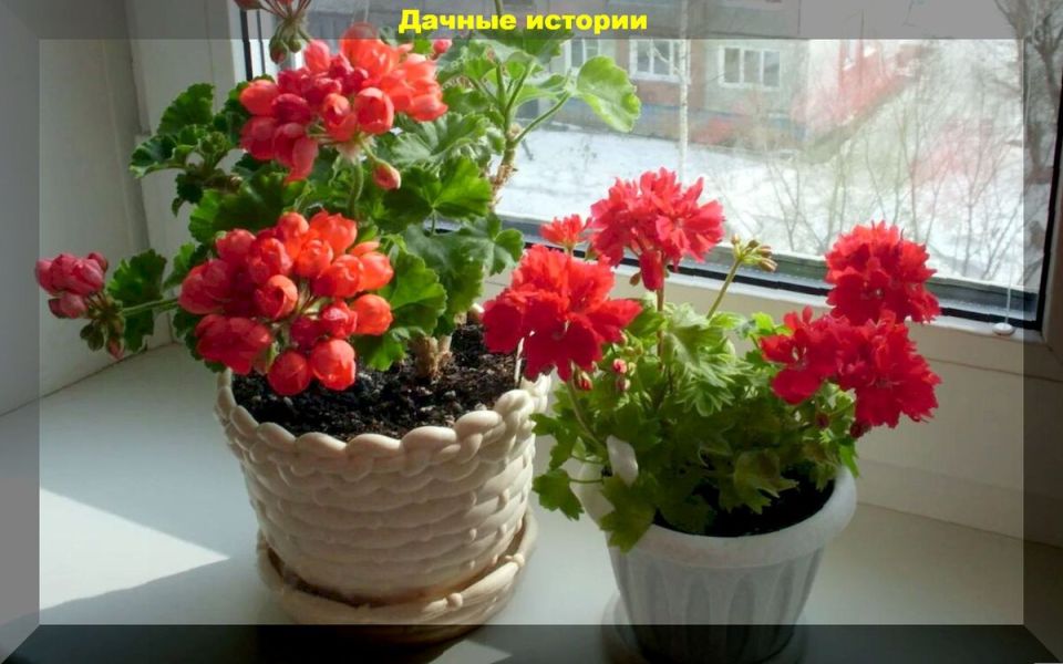 Зимний уход за комнатными растениями: основные ошибки цветоводов