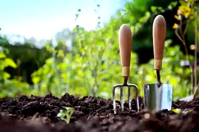 Сидераты на грядках: мифы и реальность