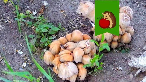 ������� � �������: ������ ��� �����?