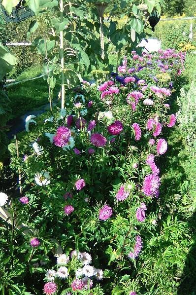 ��� ������� ������������ �����: ������� �������� ��������