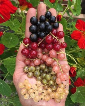 Как сохранить сочность и сладость смородины: советы по уходу