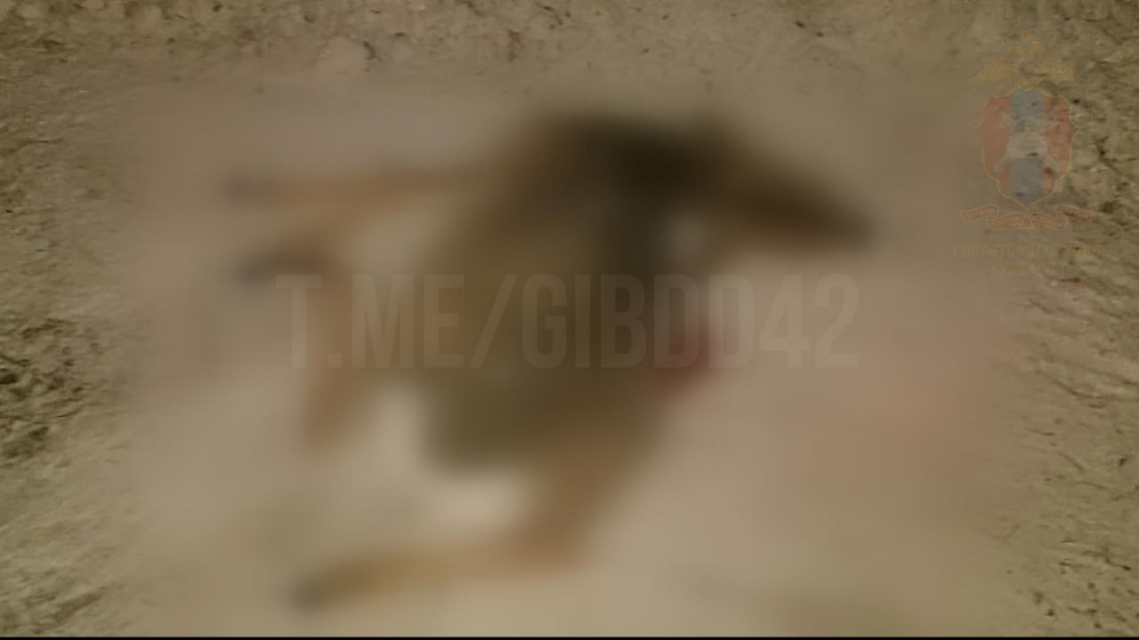 Как избежать ДТП с животными