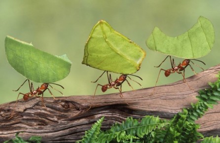 ��� �������-��������� ������� ������� �����: ������������ ������� �������