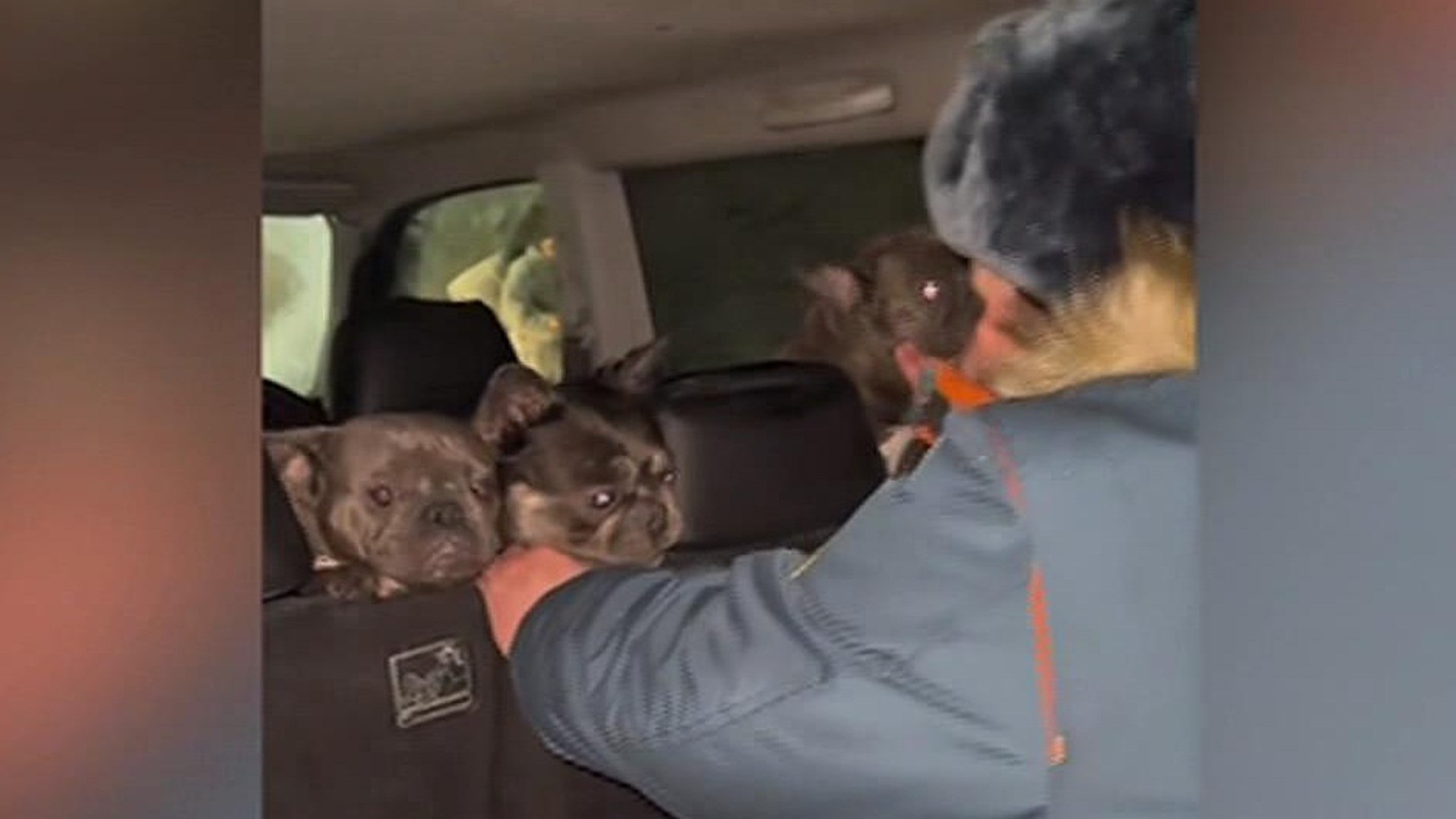 В Кузбассе пожарные вытащили из огня 17 собак