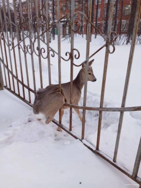 ������ ������ �� ���������� ����� � ���������