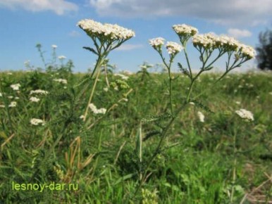 ������������� ������������: �������� ������ �� ������ ����