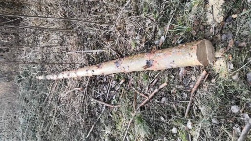 ����������� ���� ���������������� ����� �������� � ������������������ � ��������