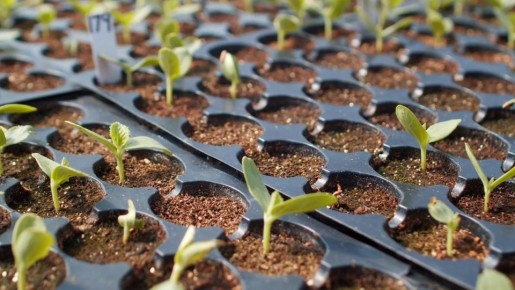 ���������: ��� �������� ������ ����� �������� ��� � ��������