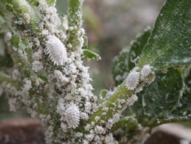 ��������� ������: ��������� ���� ��� �������� ��������