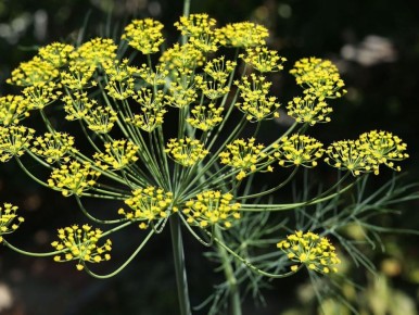 ��� ����� ������ �������� ������� ������� ������: ������� ��������� �����������