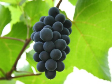 ��� ��������� �������� ��������: ������� ��� ������� ������