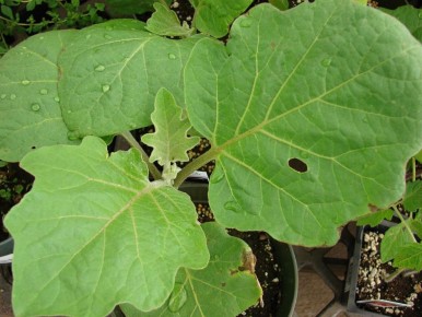 Как спасти рассаду баклажанов: секреты успешного ухода