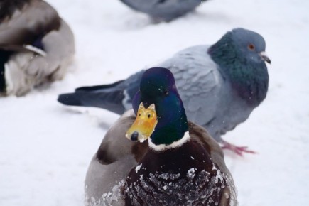 � �������� ������� �������� ���� �������� ����