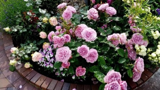 Как создать цветущий сад без лишних забот: проверенные советы