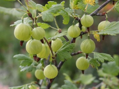 Мульчирование крыжовника: простое решение для сохранения влаги и сладости ягод