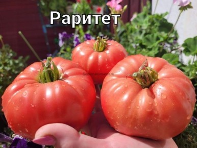 ����� �������: ��������� ���������� ������������ � �������� �����������