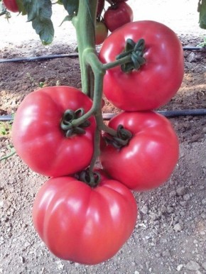 Томат Пинк Роуз: розовые плоды с сахарным вкусом для салатов и соков