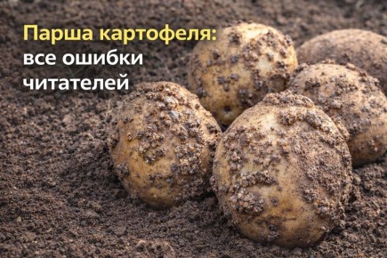 Парадокс парши картофеля: как понять источник проблемы и что действительно работает