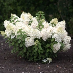 Придержите секатор: весенняя обрезка не всегда нужна