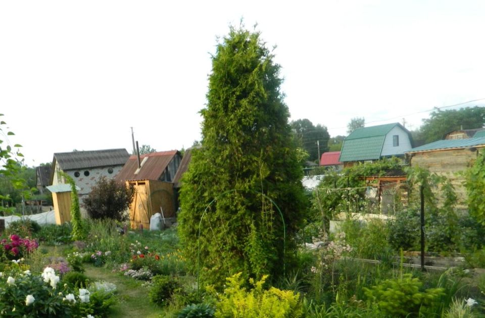 Туя западная: вечнозеленое великолепие для вашего сада